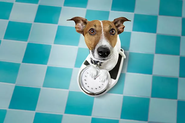 7 Reasons Why Your Dog Is Gaining Weight