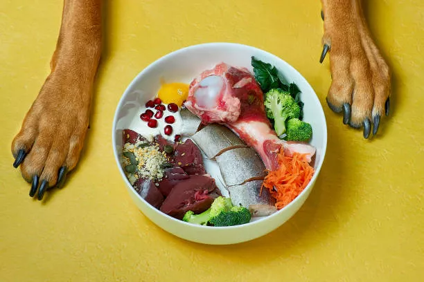 7 Reasons Why Your Dog Is Gaining Weight 3