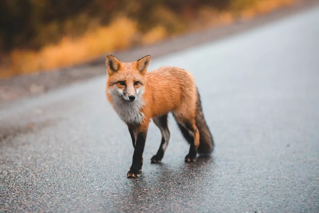 Keeping chickens safe from predators and pests​