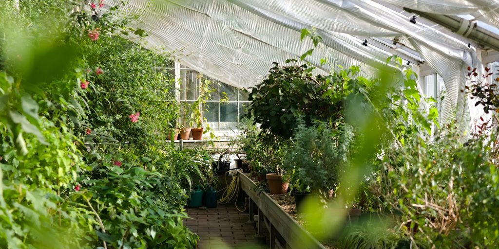 Guide to Polytunnel Gardening in February