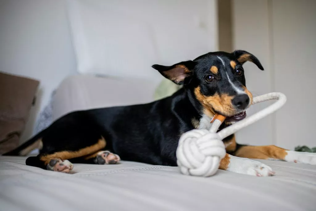 Keeping Your Dog Entertained in Winter