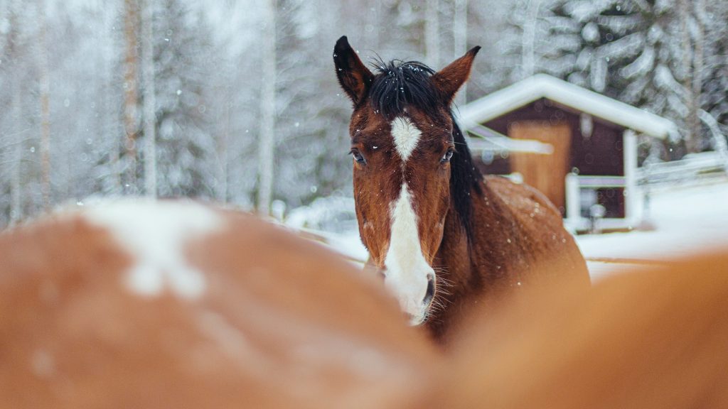 How to keep pets safe in cold weather 3