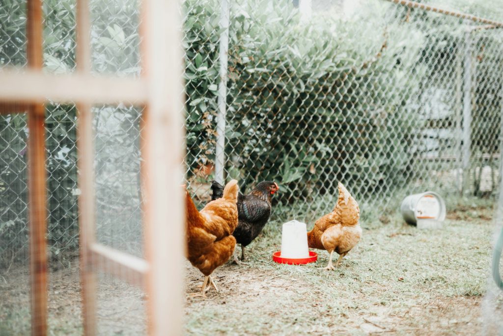 How to use runs for happy, healthy pets​