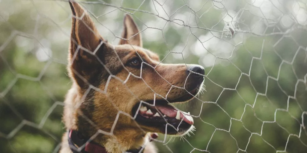 How to use runs for happy, healthy pets​