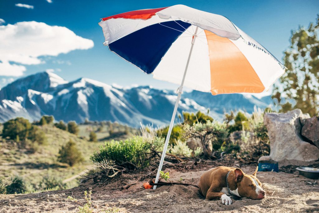 Guide to managing animals in hot weather​