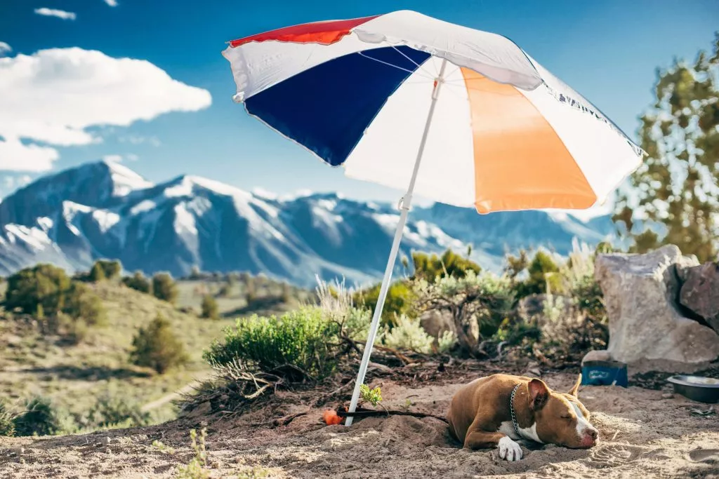 Guide to managing animals in hot weather​