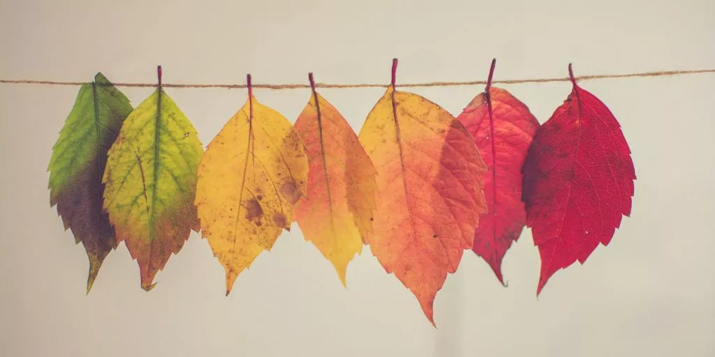 Preparing Your Polytunnel for Autumn