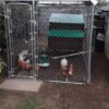 2 x 3M Dog Run – WITH ROOF COVER