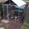 2 x 3M Dog Run – WITH ROOF COVER