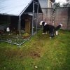 2x3m Galvanised Hen Run with a Free Cover