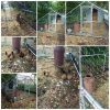 4x3m Galvanised Hen Run with a Free Cover