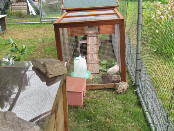 6x3m Galvanised Hen Run with a Free Cover