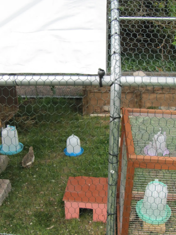 6x3m Galvanised Hen Run with a Free Cover