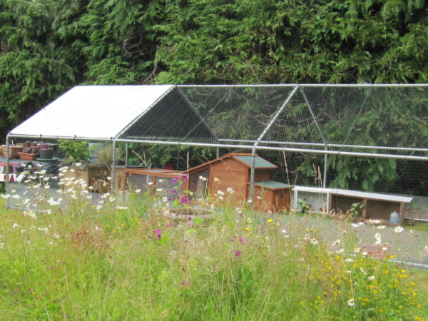 6x3m Galvanised Hen Run with a Free Cover