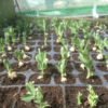 6x3x2m-Polytunnel-Pro-Galvanised-With-Door-