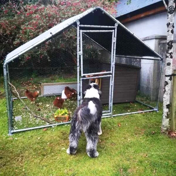 Hen-Run-With-a-Free-Cover-3M-x-2M-x-2M-10ft-x-6.6ft-x-6.6ft-Galvanised-Heavy-Duty-Bars-32MM-Largest-Bars-In-Ireland.png