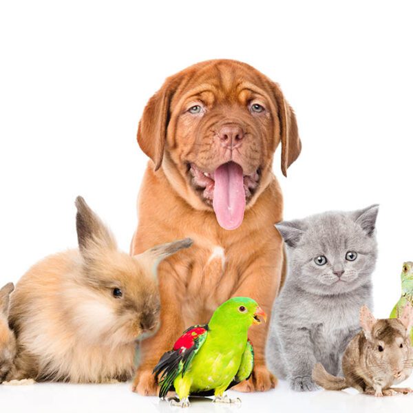 Pets