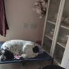 Raised Pet Bed Cot - 2 Sizes