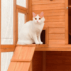 The Cat Camp