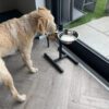 Two Stainless Steel Dog Bowls Photo