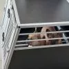 Aluminium Dog Cage 3 Sizes Photo