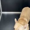 Aluminium Dog Cage – 3 Sizes