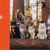Cat Castle – 2.4x1.2x1.8m
