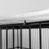 Covered Steel Bar Dog Run 3x3x2 Photo