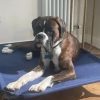 Raised Pet Bed Cot Photo