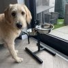 Two Stainless Steel Dog Bowls Photo