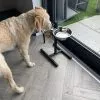 Two Stainless Steel Dog Bowls Photo