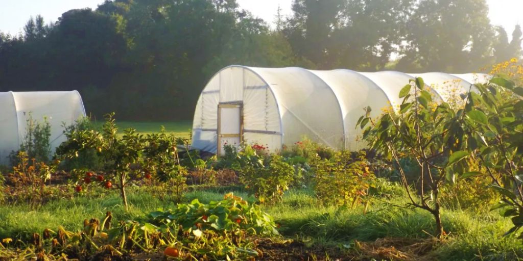 Year-Round Gardening with Polytunnels - Tips and Tricks