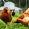 Robo Coop Chicken Coop – 4-5 Birds – Metal Aluminium