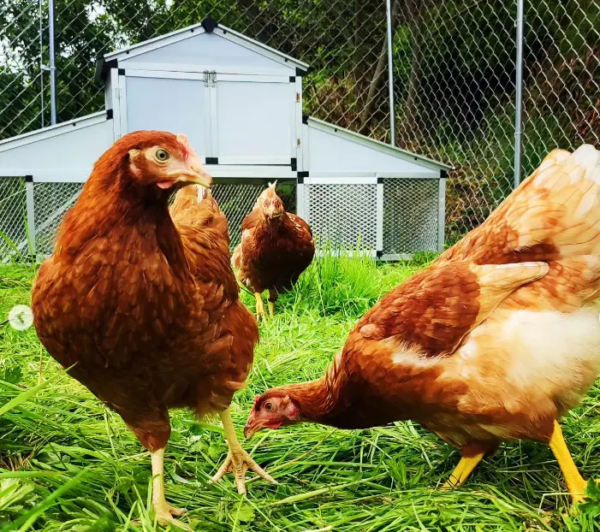 Robo Coop Chicken Coop – 4-5 Birds – Metal Aluminium