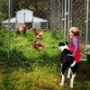 Robo Coop Chicken Coop – 4-5 Birds – Metal Aluminium - Not in Original Packaging