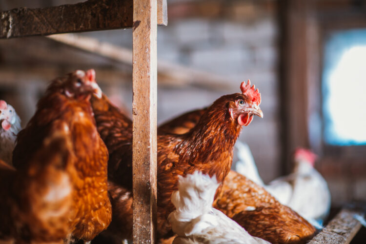 Chickens Indoors