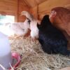 Large Chicken Coop – 9-12 Birds - Natural Wood - Pre Order