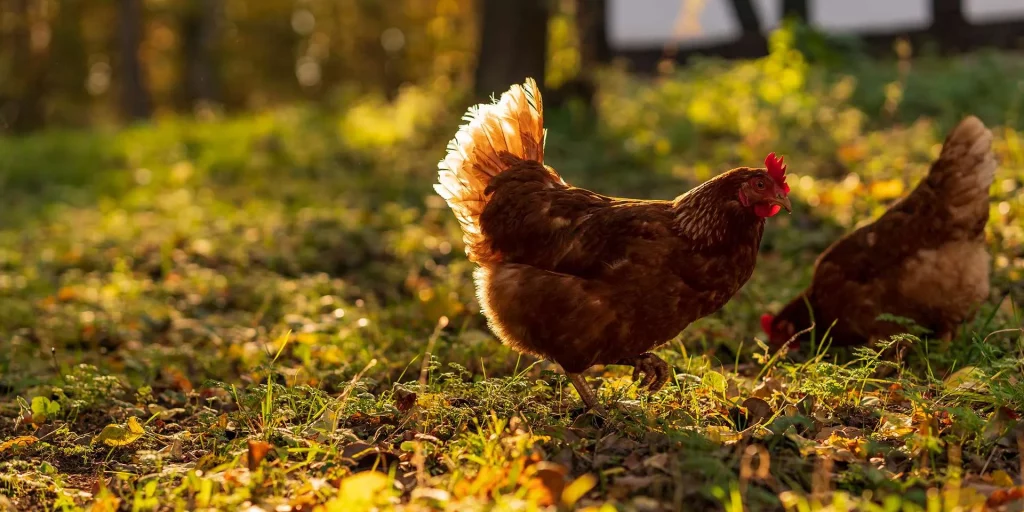 Polytunnels for chickens illustration